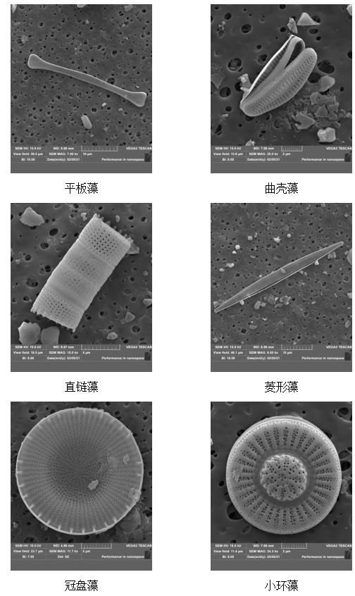 硅藻照片
